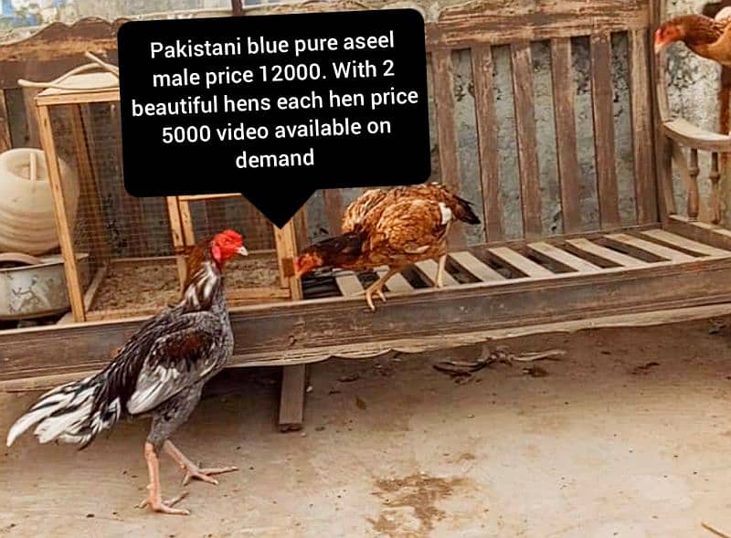 read add carefully I have pure 0 shamo breed chicks & pak aseel birds 4