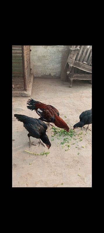 read add carefully I have pure 0 shamo breed chicks & pak aseel birds 7