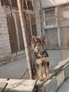 German shepherd male puppy