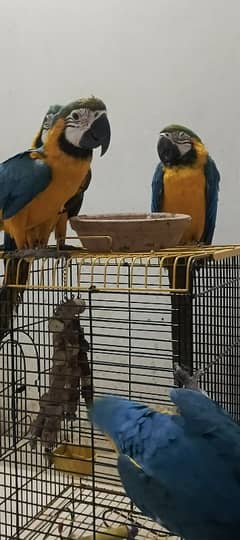 MACAW Blue n Gold TAME & talking Young pair available