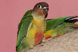 Green chick canure Female breeder