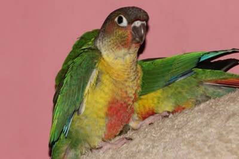 Green chick canure Female breeder 0