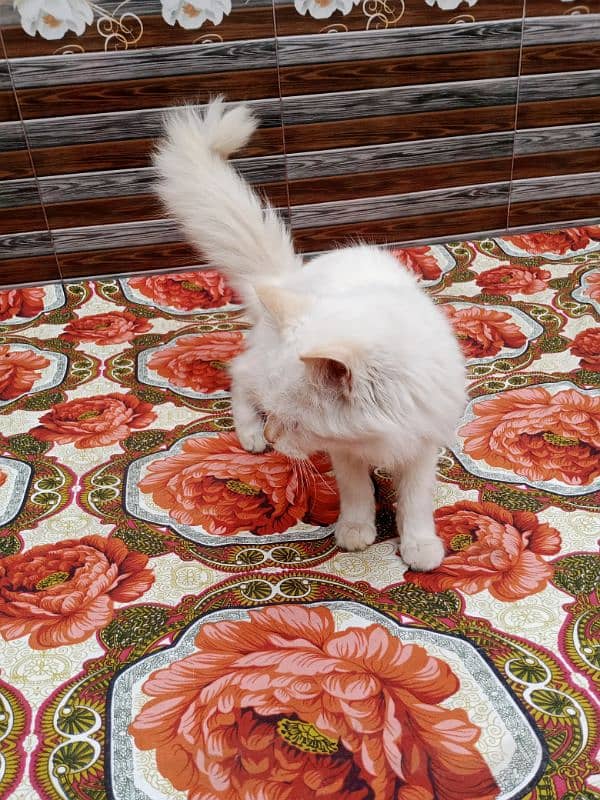 Persian kittens Male for sale 0