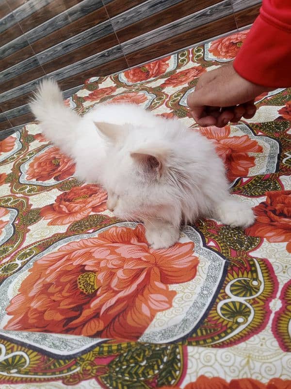 Persian kittens Male for sale 2