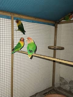 Love Birds for sale