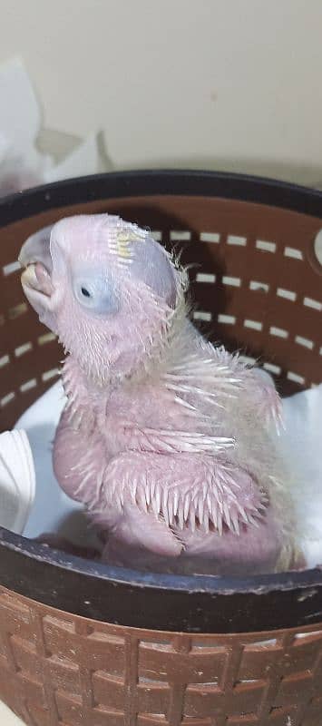 cacatoa chick available local Karachi breed 2