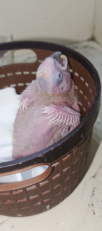 cacatoa chick available local Karachi breed 3