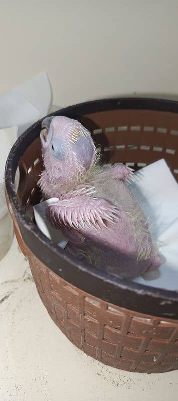 cacatoa chick available local Karachi breed 4