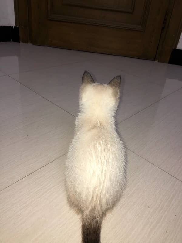 well trained jolly cat kitten for sale 0