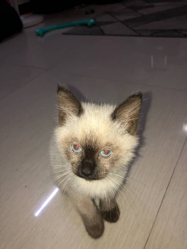 well trained jolly cat kitten for sale 1