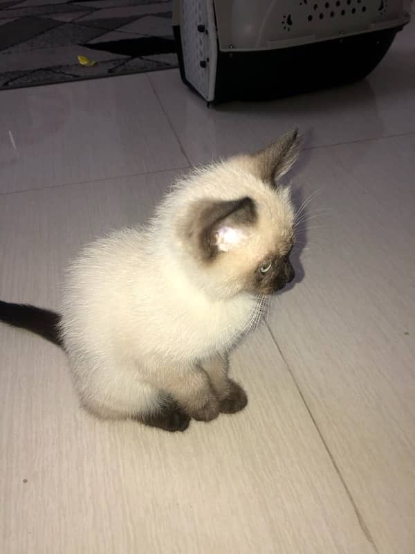 well trained jolly cat kitten for sale 2