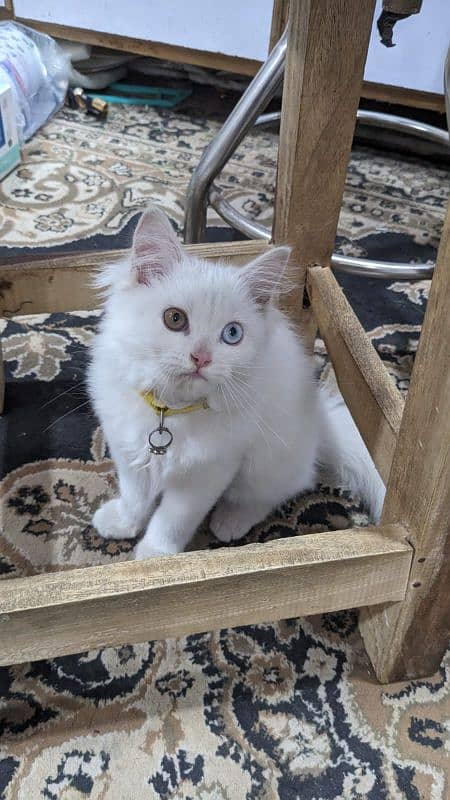 Persian white cat 1