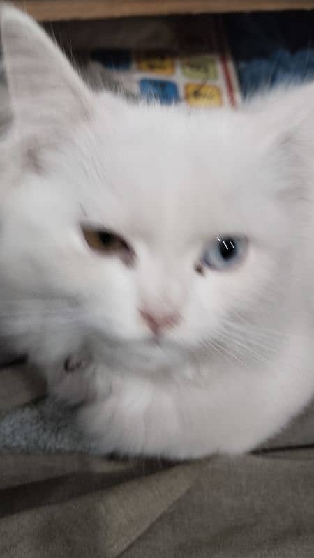 Persian white cat 3