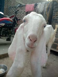 bakri