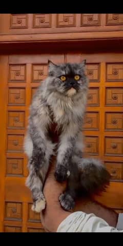 Persian cat for sale