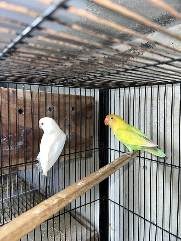 Albino, Pastelino, Lutino Breeder Pairs 1