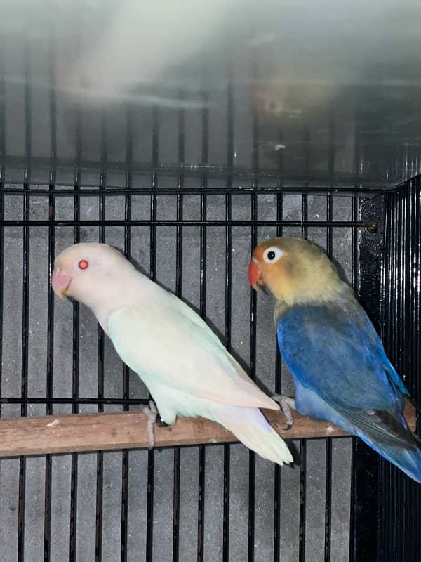 Albino, Pastelino, Lutino Breeder Pairs 3