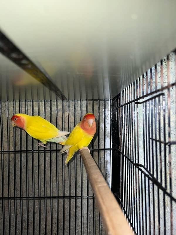 Albino, Pastelino, Lutino Breeder Pairs 6