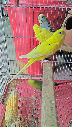 Two Pairs of Budgies (Beautiful Colours)