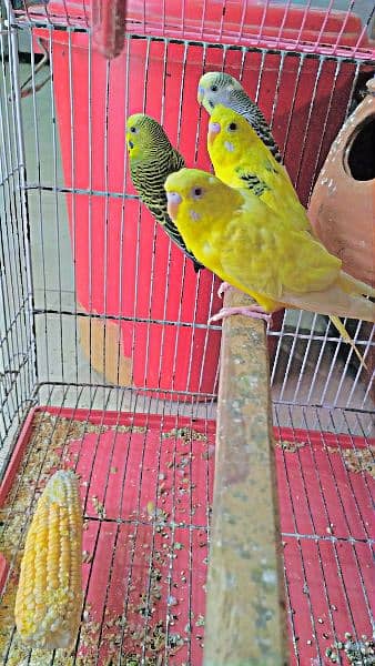 Two Pairs of Budgies (Beautiful Colours) 1