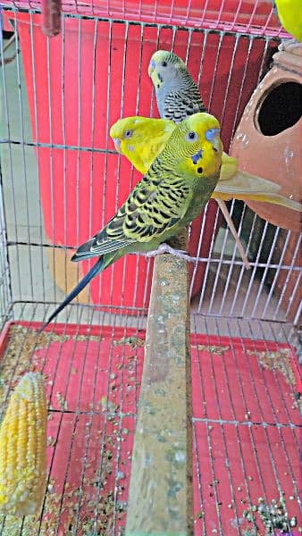 Two Pairs of Budgies (Beautiful Colours) 2