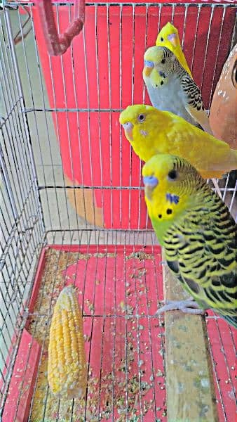 Two Pairs of Budgies (Beautiful Colours) 3