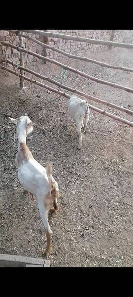 beetal goats 6