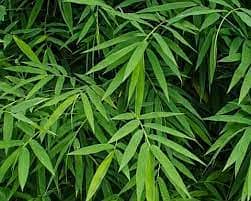 Bamboo plant with pot free home delivery in bahria town and DHA 2 isb 0