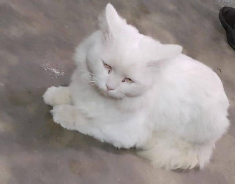 Persian cat with yellow eyes 0