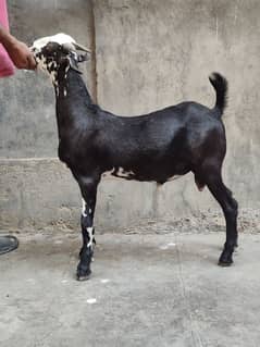 teddy bakra goat for sale bakri Bakra qurbani sale