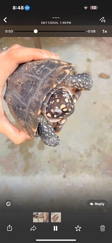 thailand yellow spot turtle 0