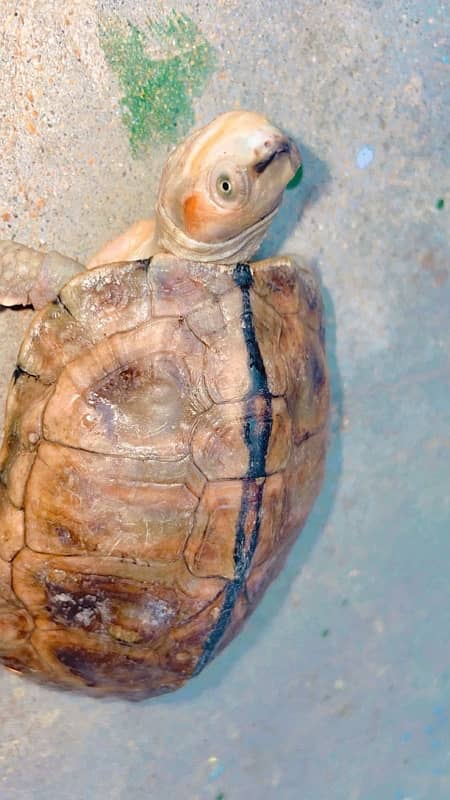 thailand yellow spot turtle 2