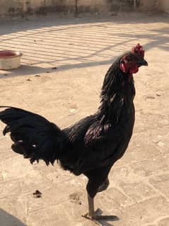 Ayam cemani and Aseel Pair