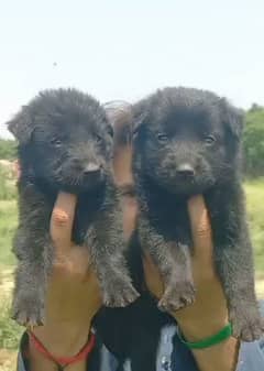 Balck Shepherd coat male female availabl for sale