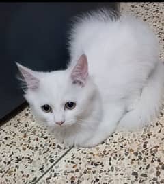 Persian cute cat for sale