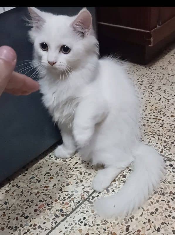 Persian cute cat for sale 1