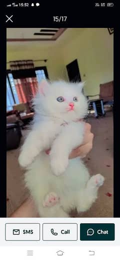 beautiful persian female kitten for sale