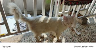 Male Kitten Free