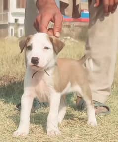 Bully gultair male age 2 month for sale