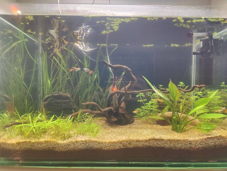 Planted Aquarium 0