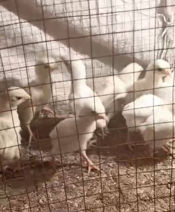 heera aseel chicks for sale 0