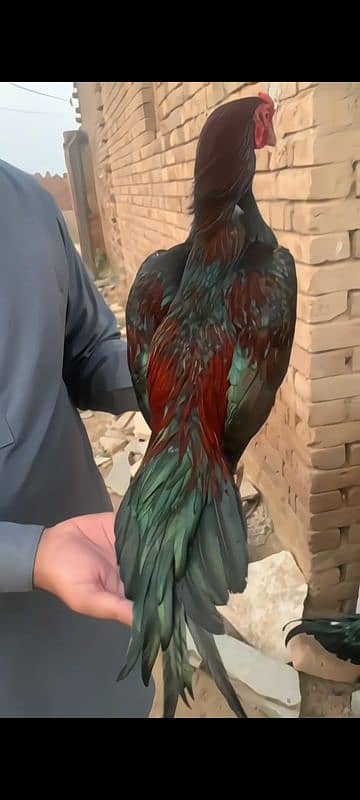 Homebreed patha grunted location kala gujran Jhelum fnf 5500 1