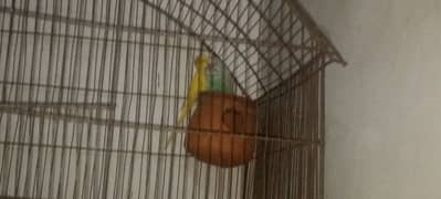 parrot