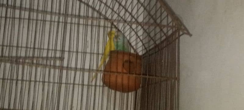 parrot urgent for sale 03214747090 0