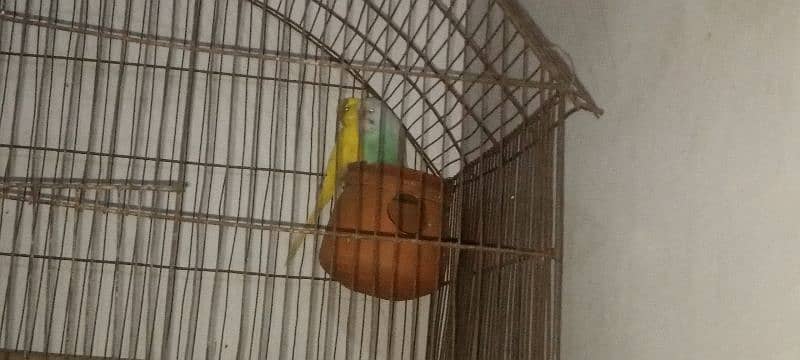 parrot urgent for sale 03214747090 1