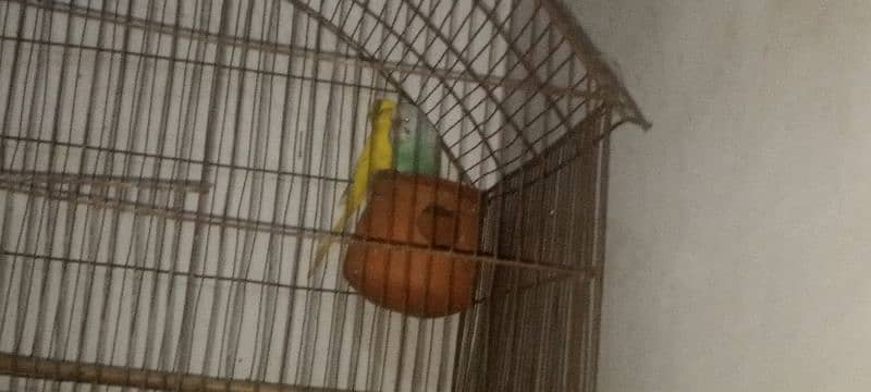 parrot urgent for sale 03214747090 2