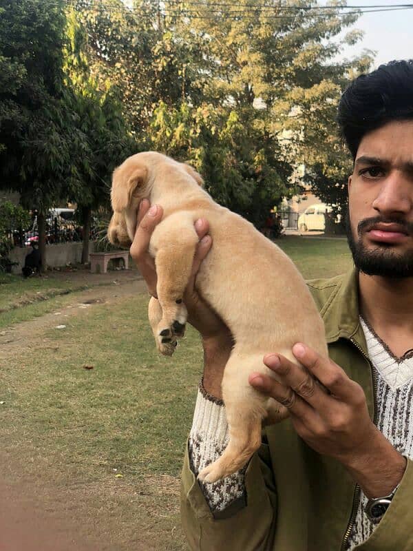 Labrador female puppy available non pedigree 0