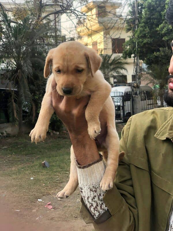 Labrador female puppy available non pedigree 1