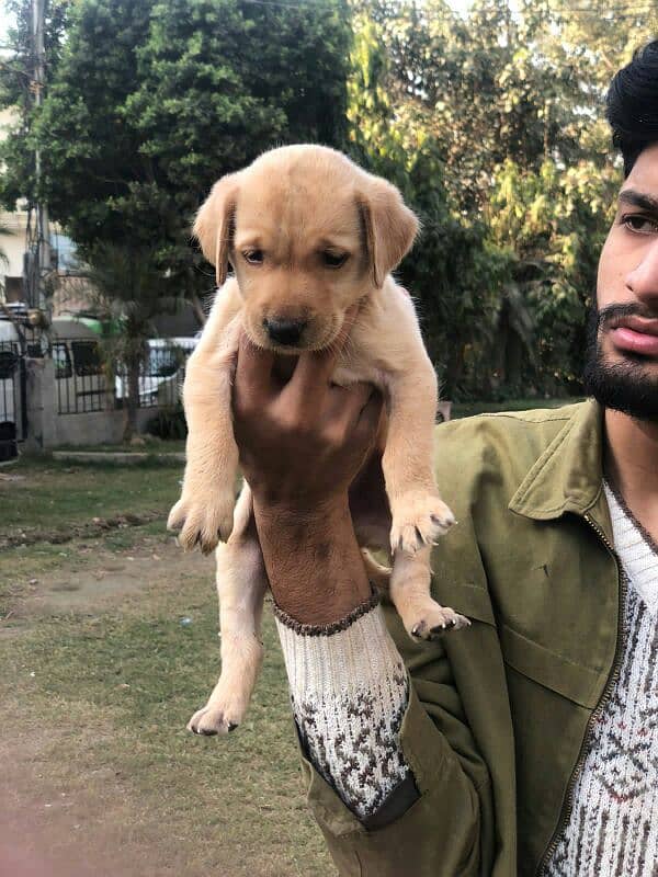 Labrador female puppy available non pedigree 2