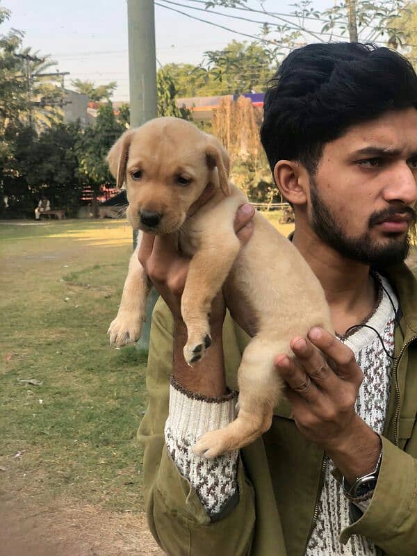 Labrador female puppy available non pedigree 3